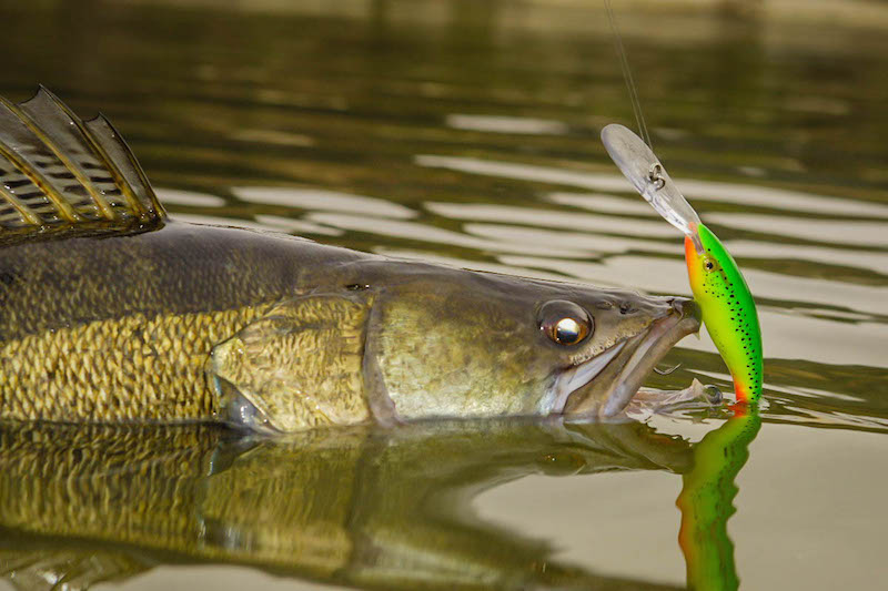 Predator fishing - Raduta Lake